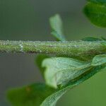 Jacobaea erucifolia बार्क (छाल)