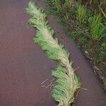 Raphia textilis Flor