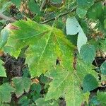 Platanus occidentalis Leaf