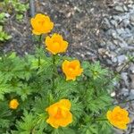 Trollius asiaticus Flower