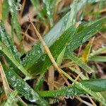 Poa annua Leaf