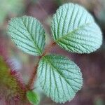 Rubus ellipticus Leaf