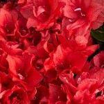 Rhododendron simsii Virág