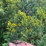 Euthamia graminifoliaFlower