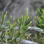 Erica arborescens Leaf