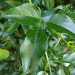 Jasminum azoricum Leaf