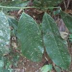 Guatteria amplifolia Лист