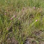 Polygala curtissii Habit