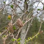 Larix deciduaFrutto