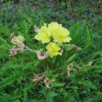 Oenothera triloba Habit