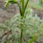 Habenaria galpinii Flower