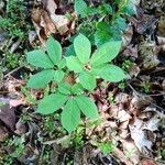 Panax quinquefolius Blad