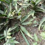 Sansevieria senegambica Hoja