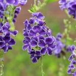 Duranta erecta Blomst