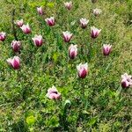 Tulipa gesnerianaBlomst