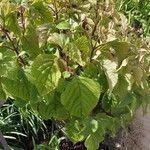 Plectranthus fruticosus Blatt