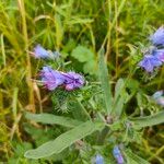 Echium vulgare Flower