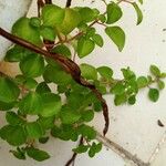 Dissotis rotundifolia Лист