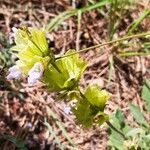 Salvia absconditiflora फूल