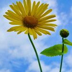 Doronicum columnae Blomst