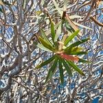 Euphorbia dendroides Лист