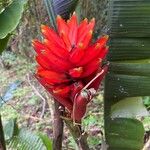 Musa coccinea फूल