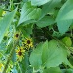 Rudbeckia subtomentosa Coajă