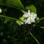 Mendoncia brenesii Flor