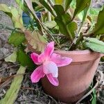 Disocactus phyllanthoides Blüte