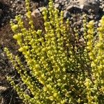 Salsola oppositifolia Φύλλο