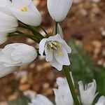 Allium neapolitanum फूल