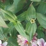 Zinnia angustifolia Blad