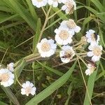 Achillea ptarmicaÇiçek