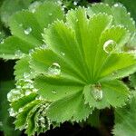 Alchemilla acutiloba Лист