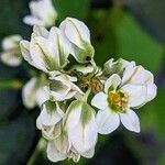 Fagopyrum esculentum Flower