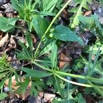 Ranunculus auricomus Листок