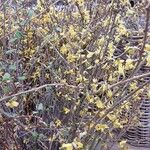 Forsythia viridissima Celota