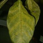 Ruehssia rubrofusca Leaf