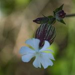 Silene latifoliaFleur