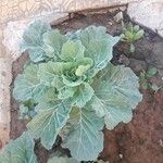 Crambe maritima Feuille