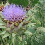 Cynara scolymus Drugo