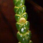 Huperzia ophioglossoides Hoja