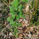 Cotoneaster integerrimus Likasa