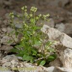 Hornungia procumbens Habitus