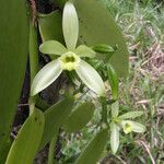 Vanilla planifolia Blomst