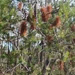 Banksia ericifolia Feuille