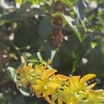 Crotalaria pallida Цвят