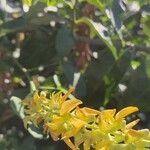 Crotalaria pallida പുഷ്പം