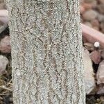 Ficus craterostoma Corteza