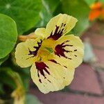 Tropaeolum minus Flower